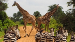 zebre et girafes Tanzanie