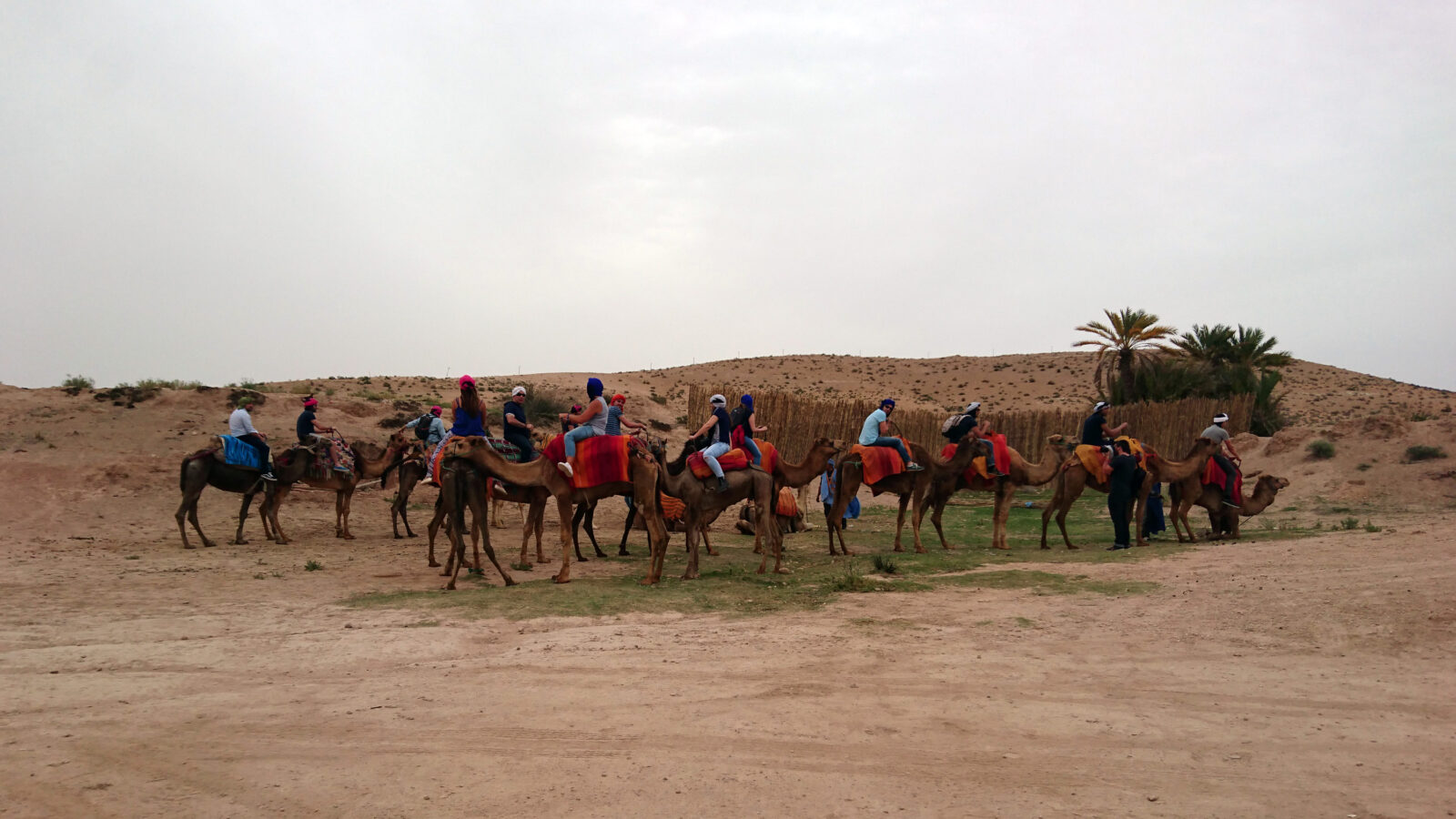 désert d'Agafay chameau