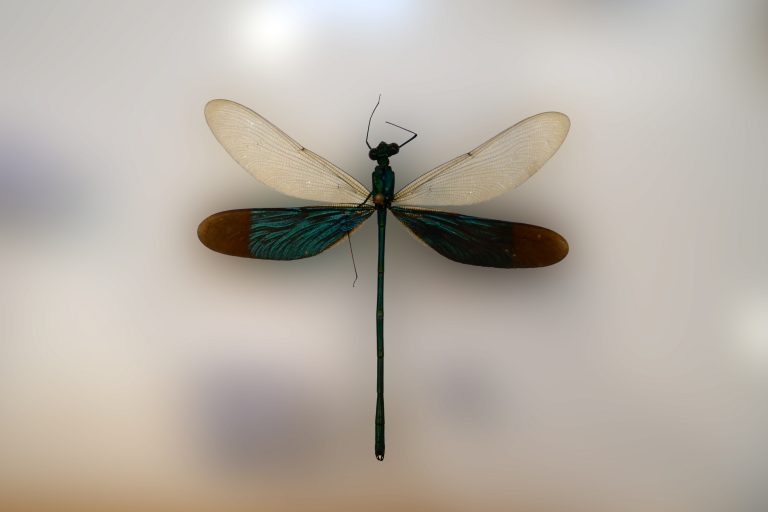 Salon Animalier chiens chats ANIMAL MANIA 13ème édition