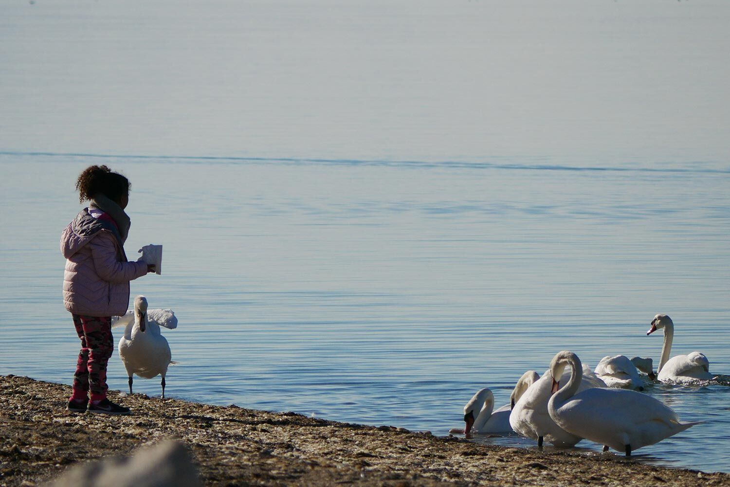 cygnes sur la Plage des Marettes