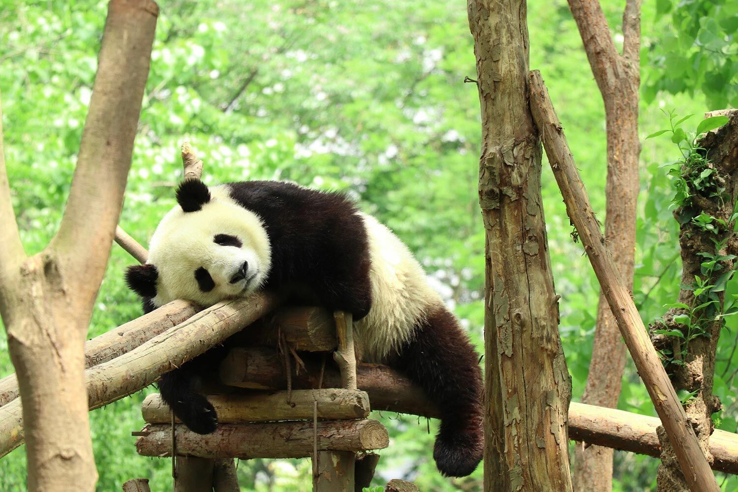 Panda voyage en Chine