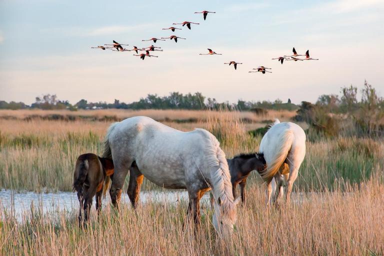 Faire du tourisme au parc naturel régional de Camargue pour être au contact de la nature