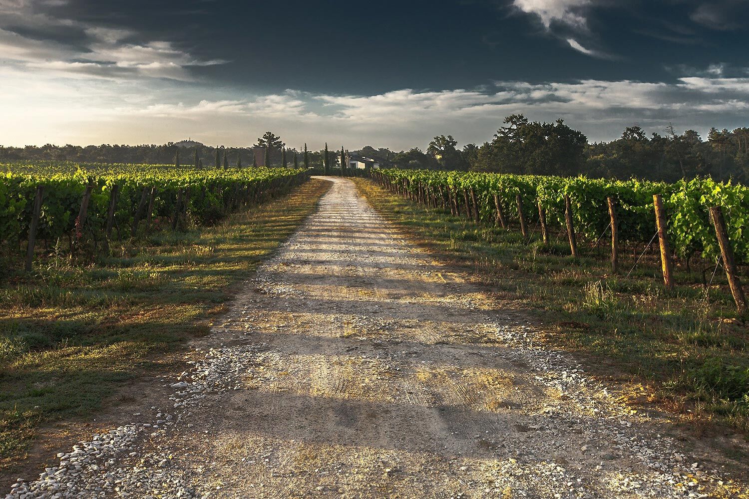 Vignobles de Provence