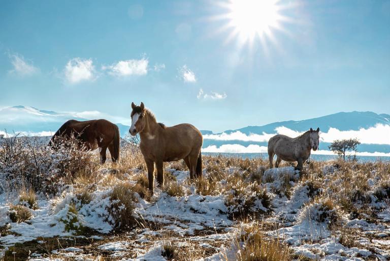 Destination Argentine : L’Équation Parfaite entre Aventure Équestre, Nature Sauvage et Culture Envoûtante !