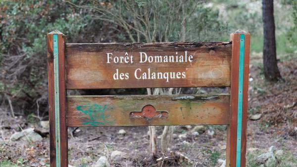 Morgiou forêt