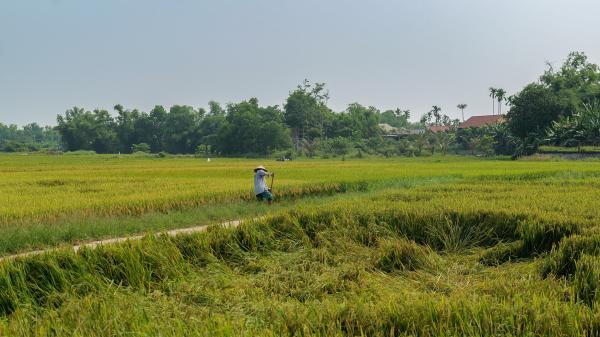 rizière ville de Huế