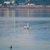 lagune de Berre cygnes