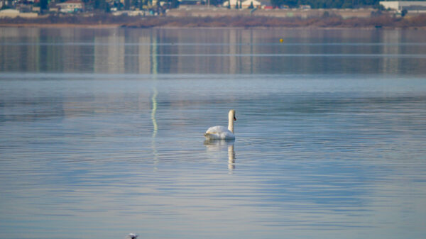 lagune de Berre cygnes