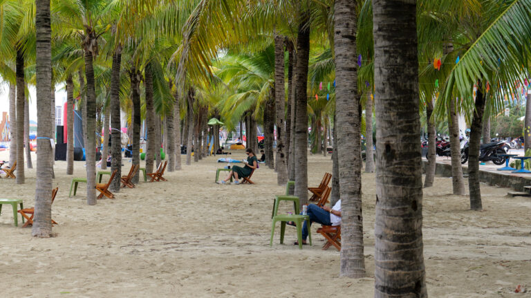 voyage à Da Nang palmiers