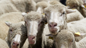 moutons Transhumance Salon de Provence