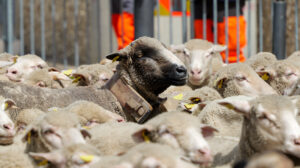 Transhumance Salon de Provence