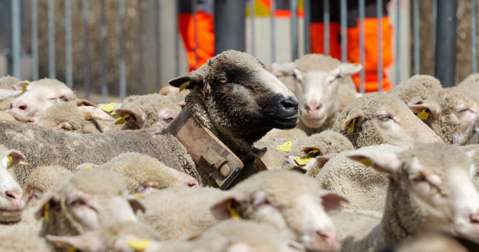 Transhumance Salon de Provence
