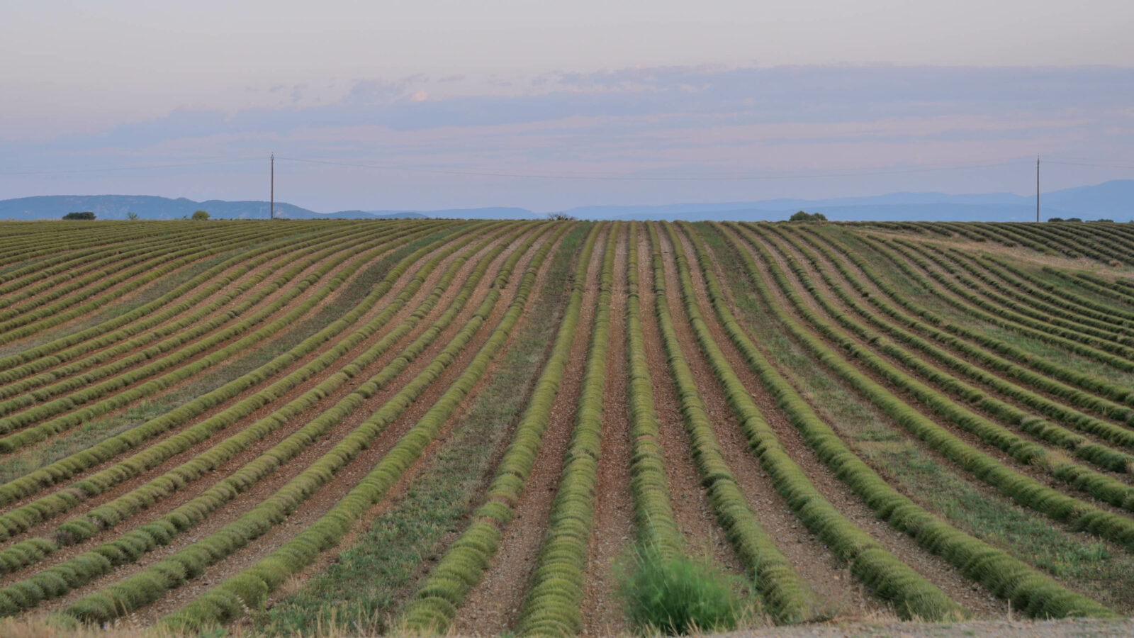 Champs de lavande Valensole