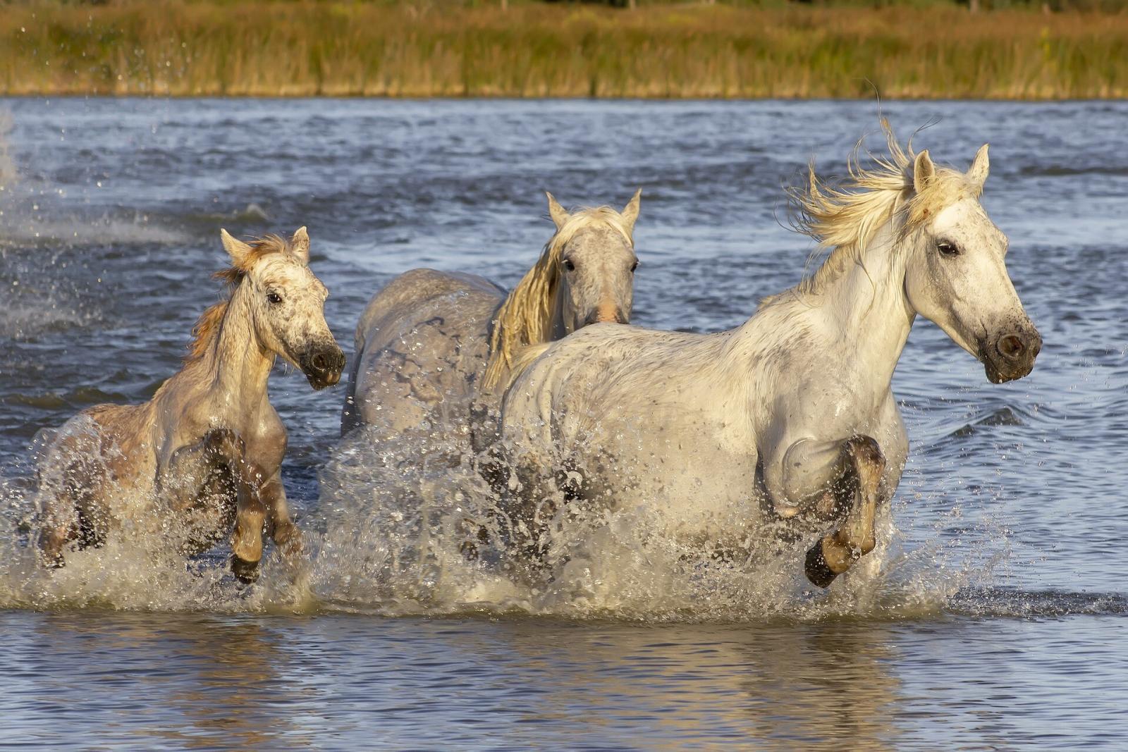 Week-end exploration Camargue