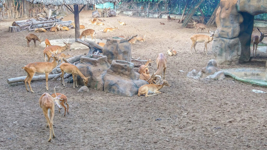 cerfs zoo