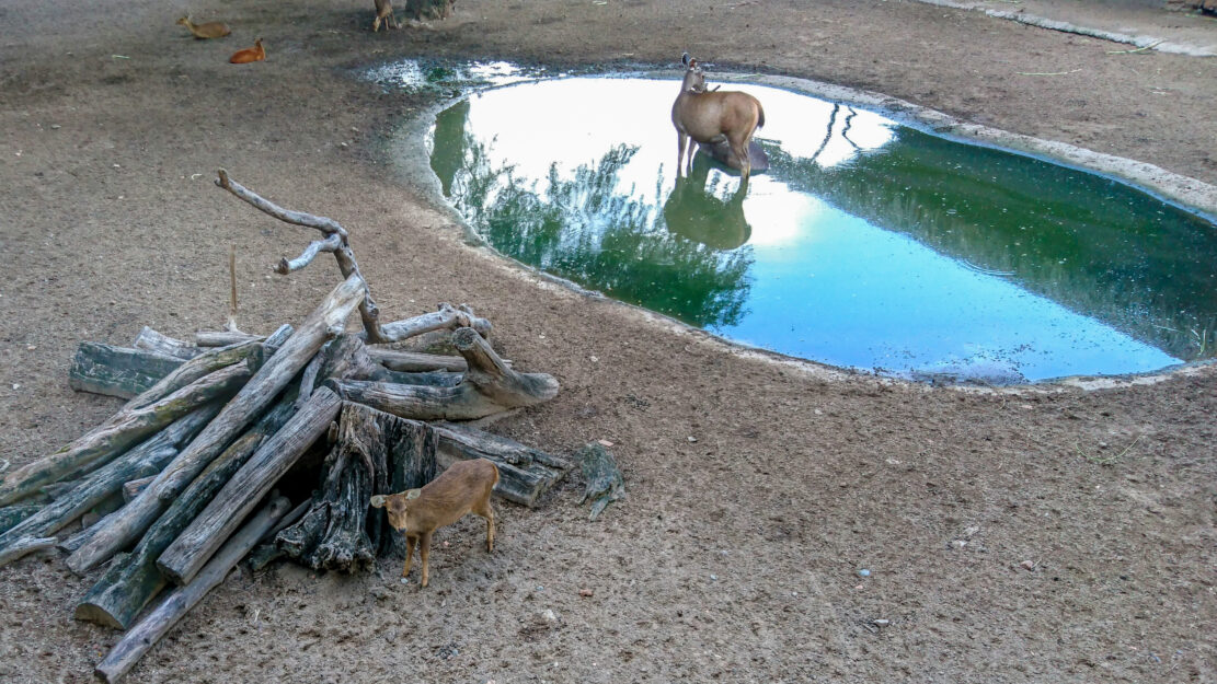 cerf Jardin zoologique