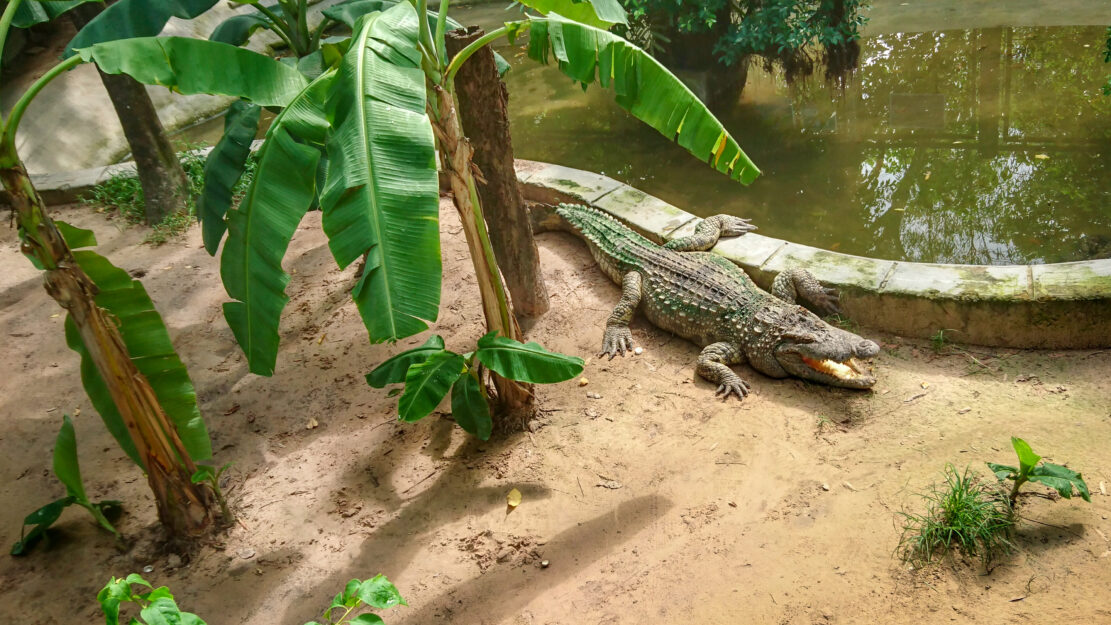 crocodile zoo de Saigon