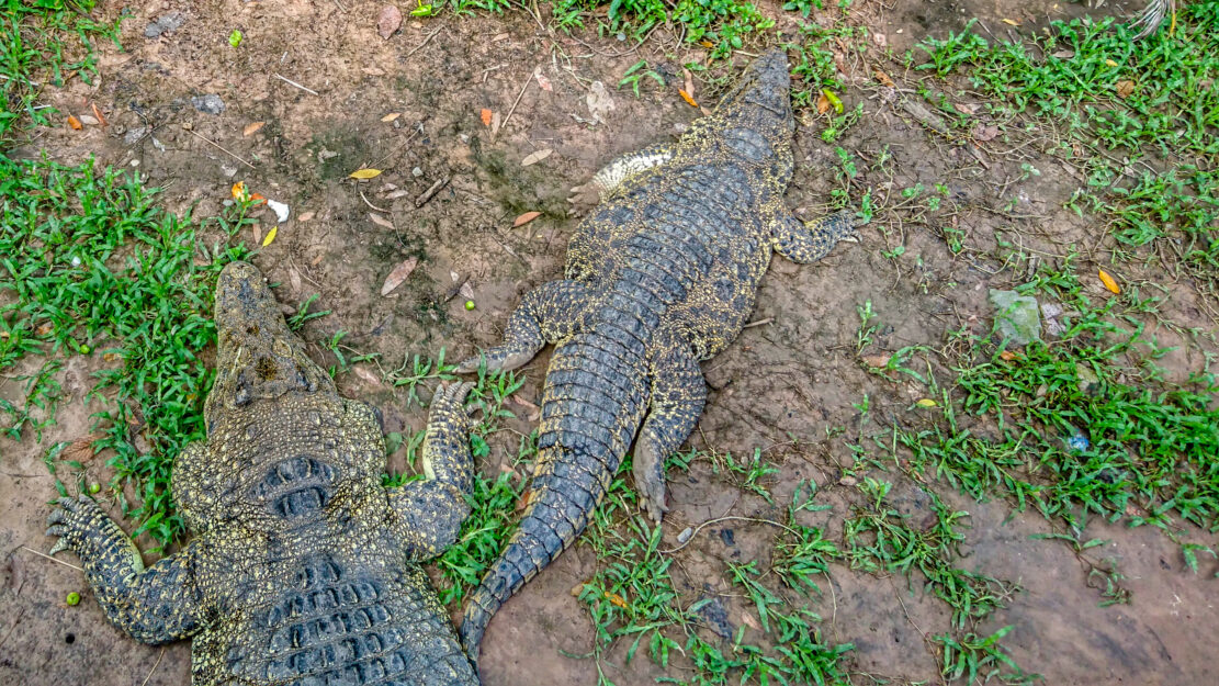 crocodiles Jardin zoologique
