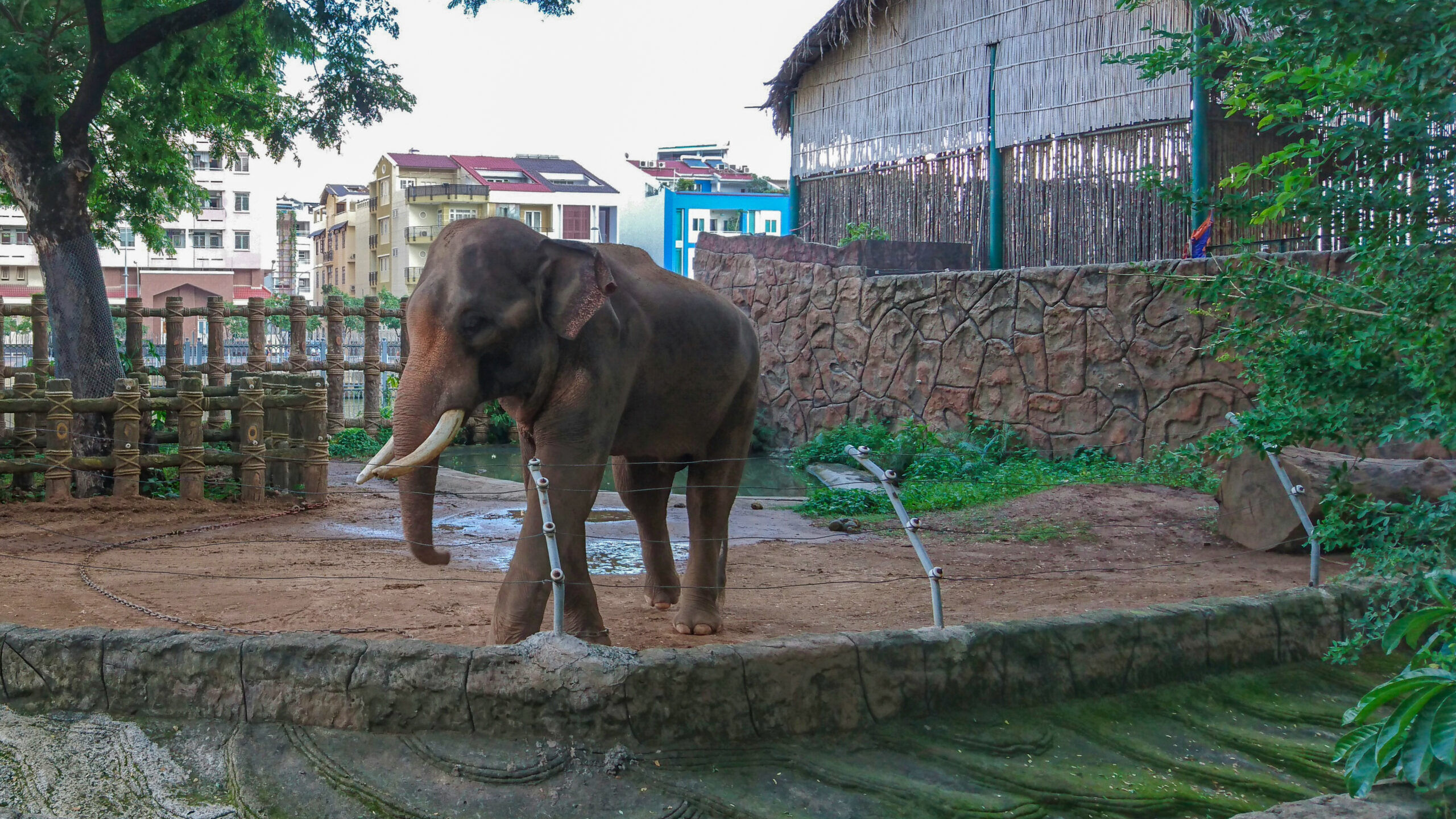 Jardin zoologique éléphant