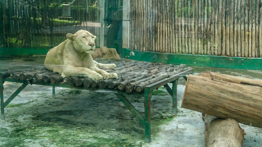 lionne zoo de Saigon