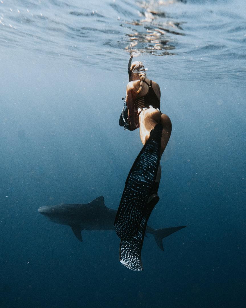 requin citron Polynésie française