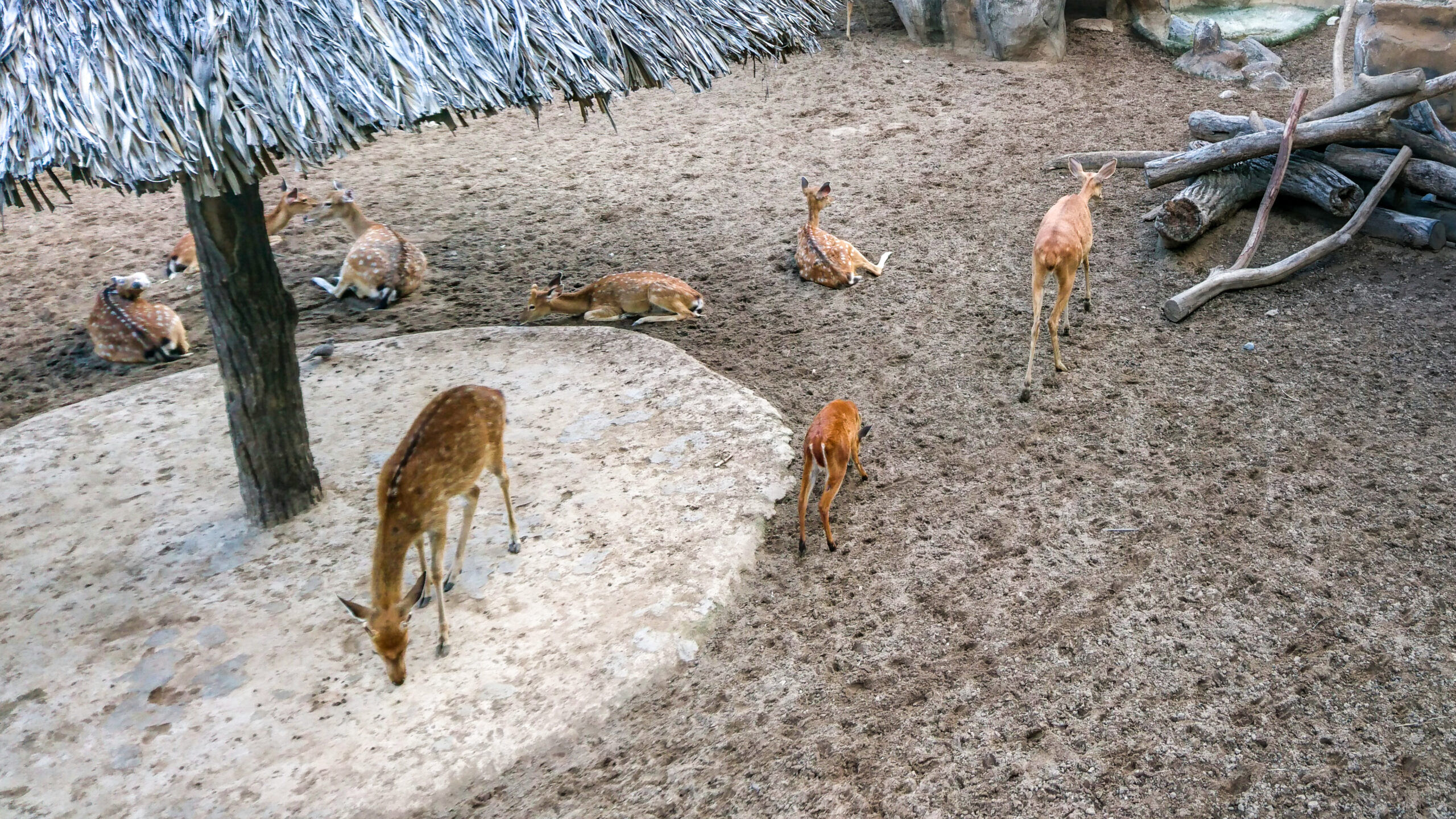 sika zoo de Saigon