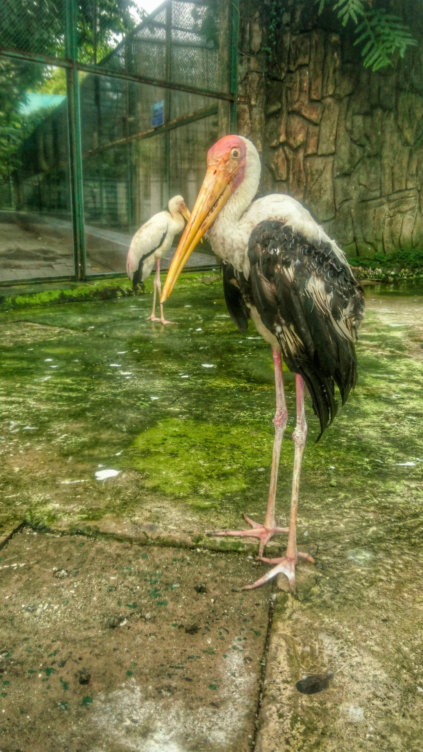 tantale zoo de Saigon