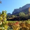 vignes Dentelles de Montmirail
