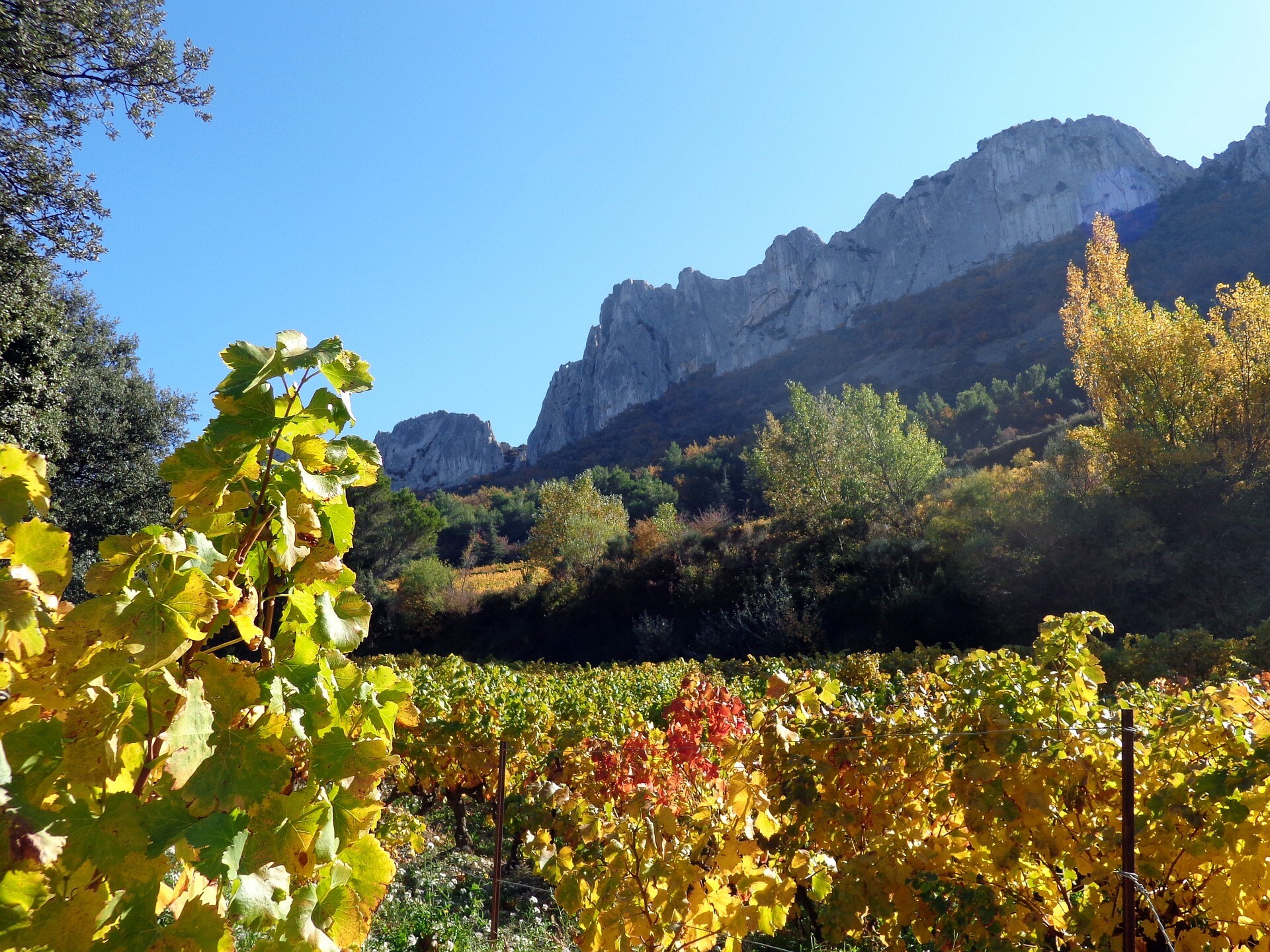 vignes Dentelles de Montmirail