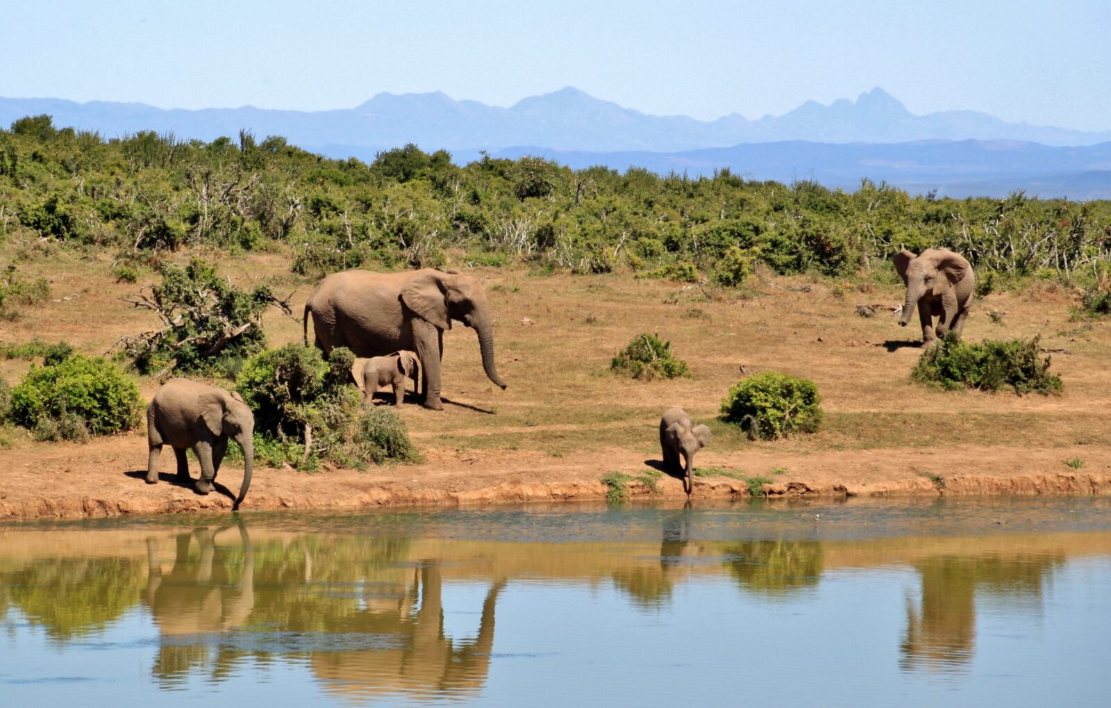voyage au Kenya éléphants