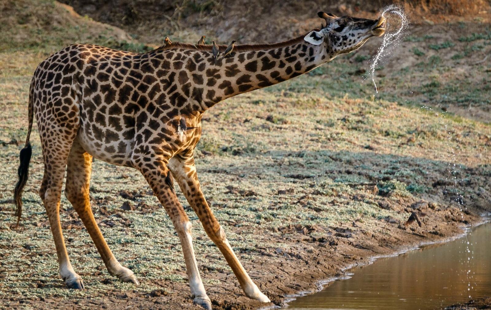 voyage au kenya girafe