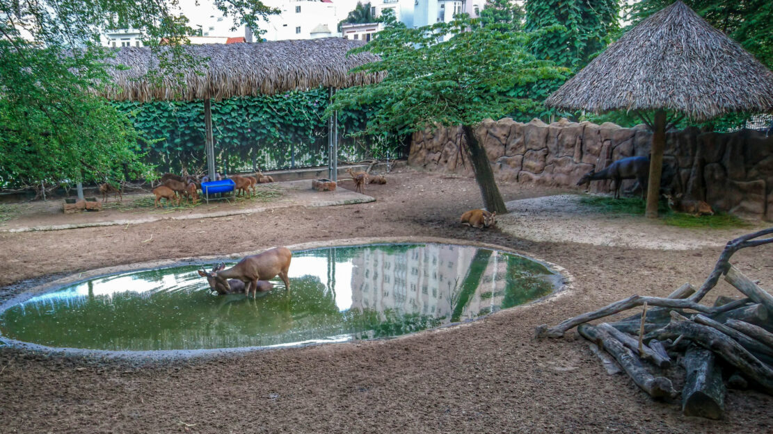 zoo de Hô Chi Minh-Ville cerf