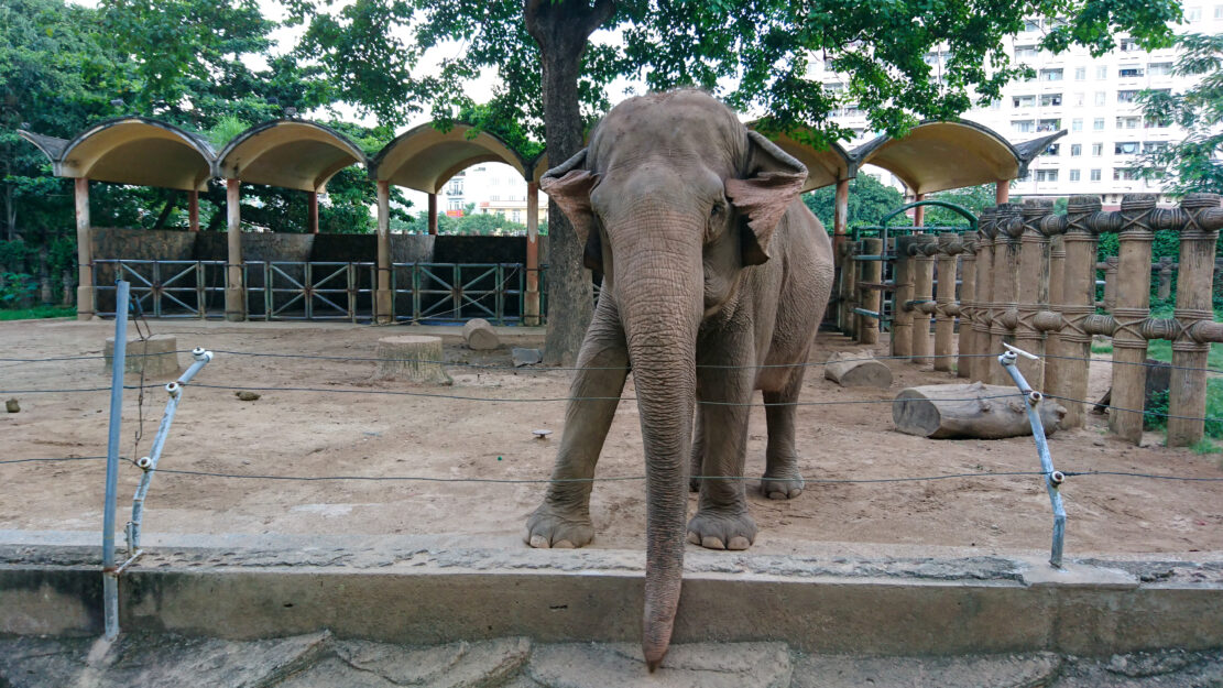 éléphant parc zoologique zoo